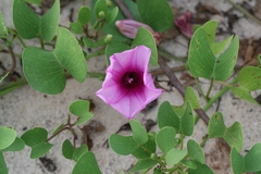 Ipomoea pes-caprae